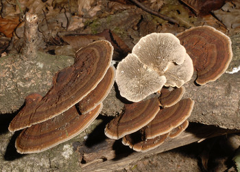 Dreifarbige Rötende Tramete (Daedaleopsis tricolor) - © Heinz Prelicz